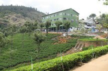 Tea factory and tea plantation Tea factory and tea plantation